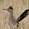 Birding and Nature Trail for Northeastern New Mexico