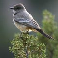 Silver City NM Area Birding Guide